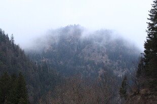 云雾缭绕的山林美景