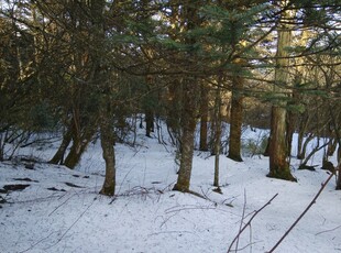冬日雪覆树林美景