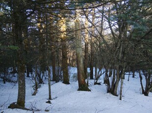 冬日雪林静谧景象