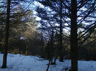 冬日雪覆树林美景