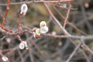 银芽柳枝头的春日萌动