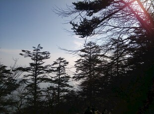 山林晨光中的挺拔树木