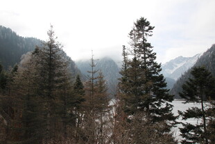 山林雪景中的挺拔松树