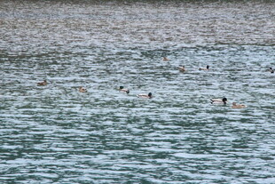 海面上的游泳者