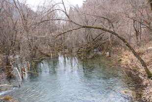 冬日溪边枯树风景