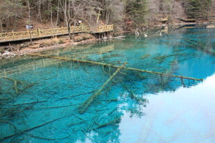 清澈蓝绿色湖水与水下枯木