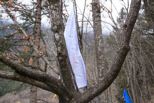 林间飘扬的白色布条