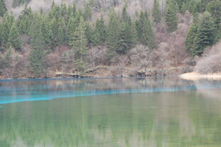 宁静湖畔的森林风光