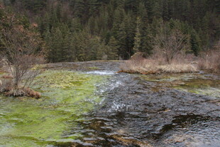 山间绿藻覆盖的潺潺溪流