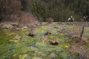 山间绿藻覆盖的静谧溪流