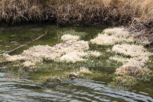 水面漂浮的白色絮状物质