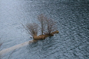 孤树傲立于冰封湖面