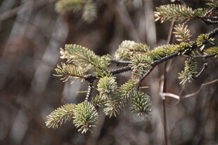 柳树嫩枝绽新绿
