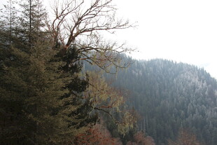 山林景致 树木葱郁