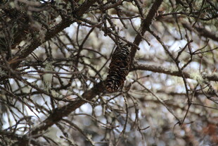 树枝间的隐秘鸟儿