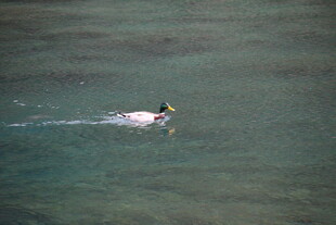 水中游弋的鸭子