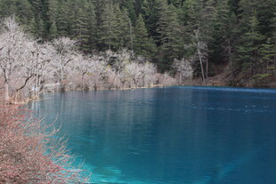 蓝湖春色 湖畔繁花映翠林