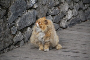 木栈道上的长毛猫咪