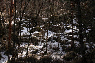 冬日林间覆雪景象