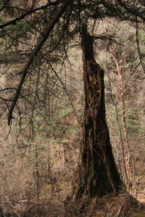 森林中粗壮的古老大树