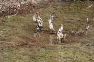 草地上的几只野生动物