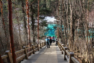 林间漫步道上的行人身影