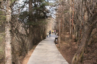 林间漫步道上的行人身影