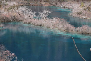 梦幻蓝湖旁的烂漫花枝