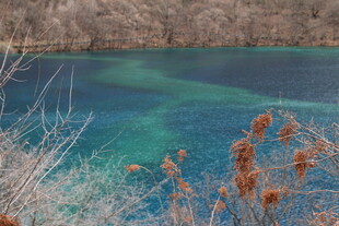 蓝绿色湖水旁的萧瑟植物