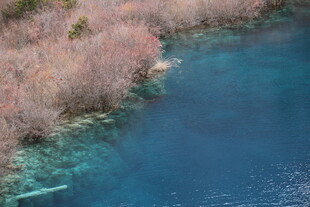 蓝水岸边的枯树景观