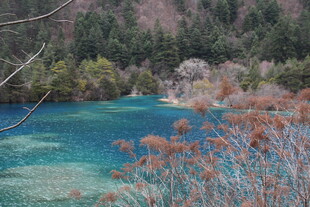 梦幻蓝湖旁的绚烂植物