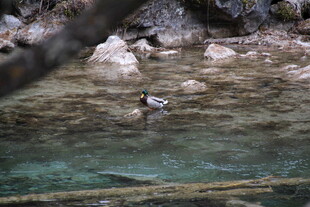 水中石块旁的神秘生物