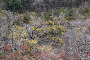 山林多彩植被景观