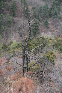 山林间枯树与植被景观