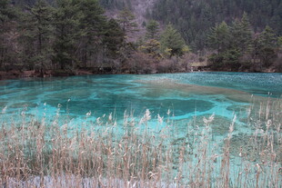 蓝绿色湖水边的芦苇与山林