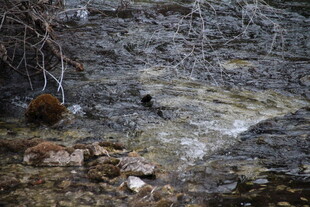 岩石间的小动物场景