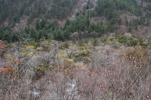 山林多彩植被景观