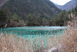 山间碧湖旁的枯黄芦苇