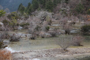山间溪流旁的萧瑟景致
