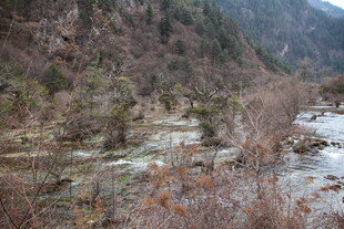 山间溪流旁的萧瑟景致