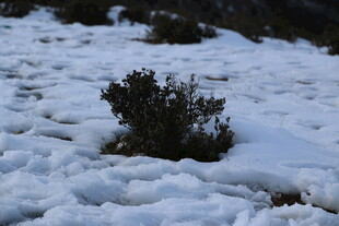 雪地中的灌木丛