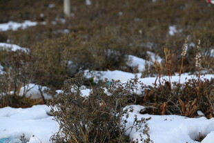雪地中的低矮植被