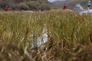 湿地草丛中的自然景致