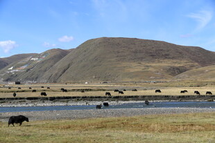 草原湖畔牛群悠然景象