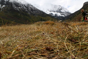 山间草地与远处雪山景观