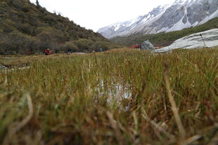 山间草地与远处雪山景观