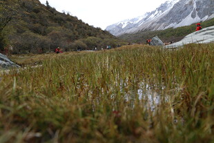 山间草地 远处雪山景色