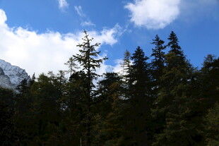 蓝天白云下的茂密森林