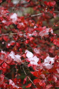 枝头红枫与残雪相依