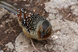 斑点小鸟低头觅食